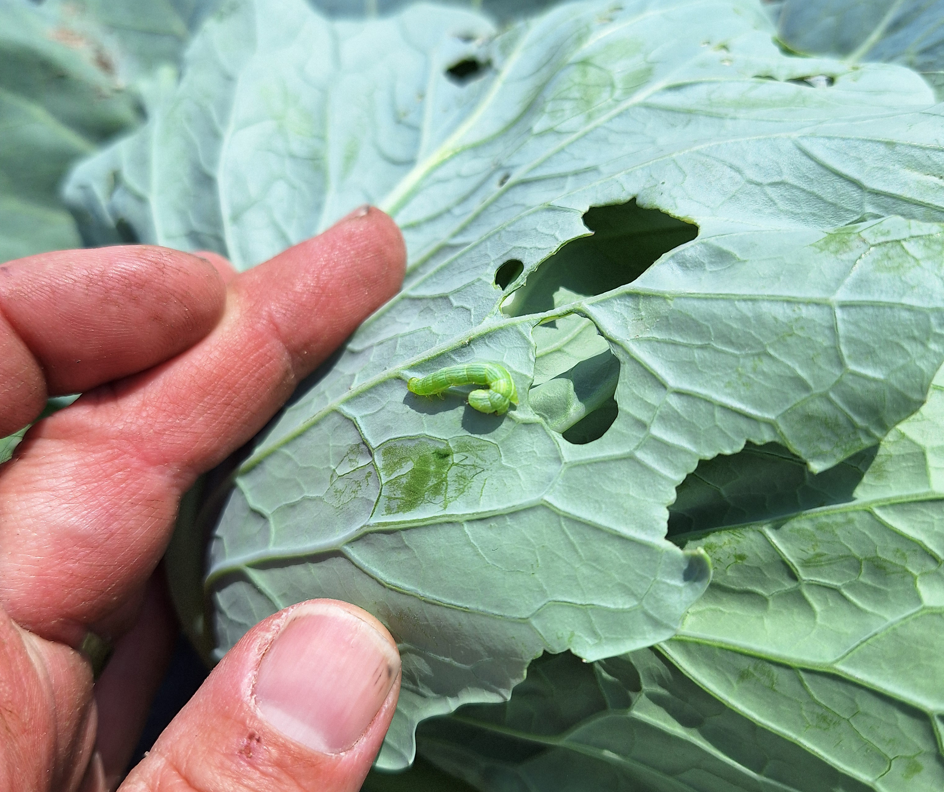 A cabbage looper larva and damage in brassicas
